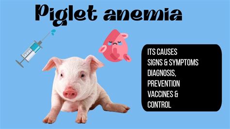 Piglet Anemia Treatment .